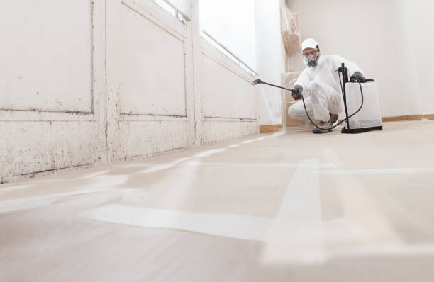Black mold remediation team in Waban
