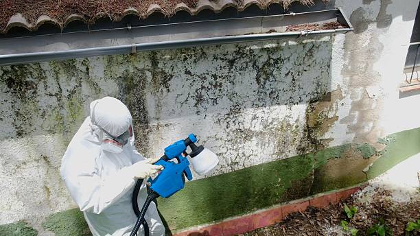 Mold Removal service in Waban